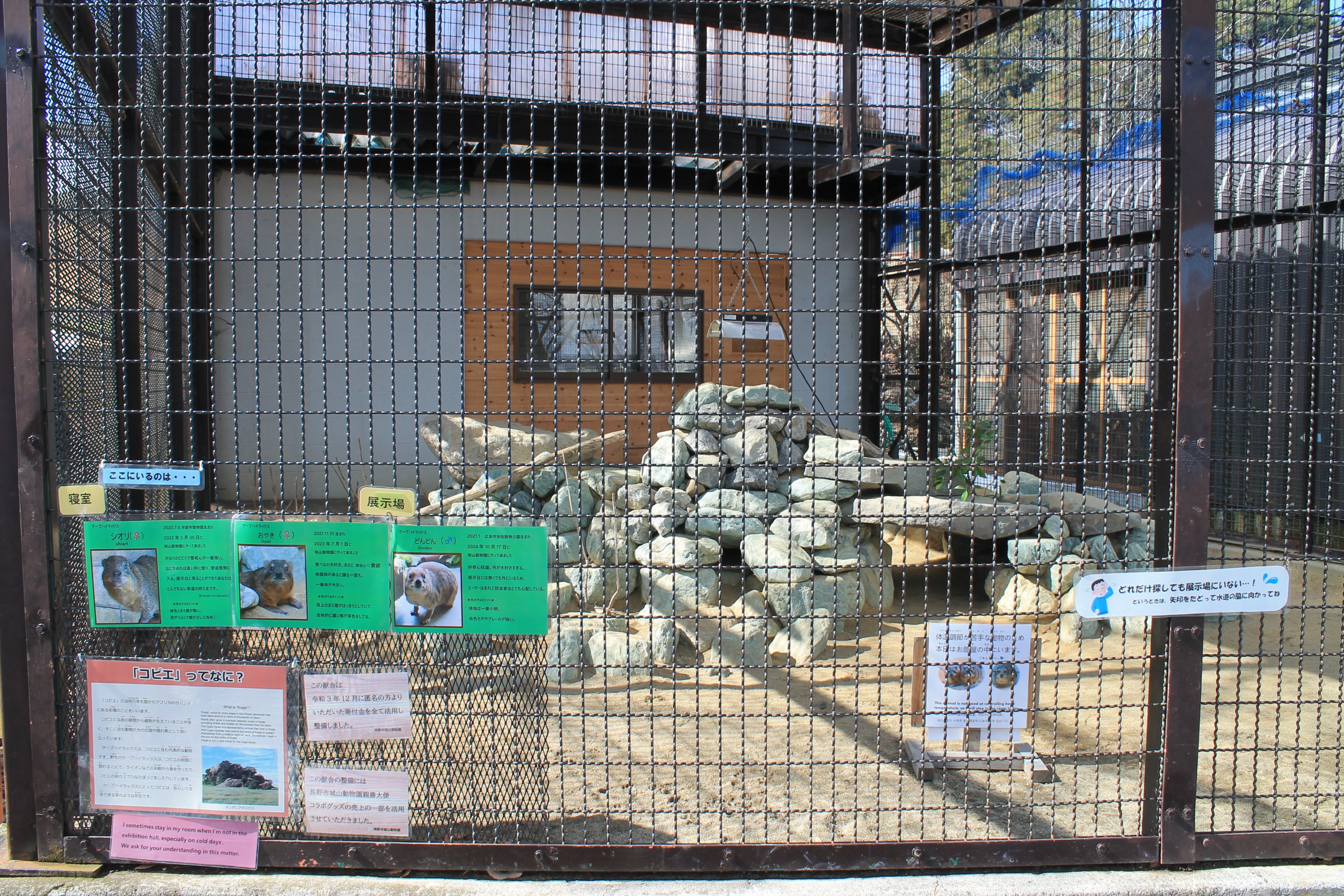 Rock Hyrax cage, Joyama Zoo
