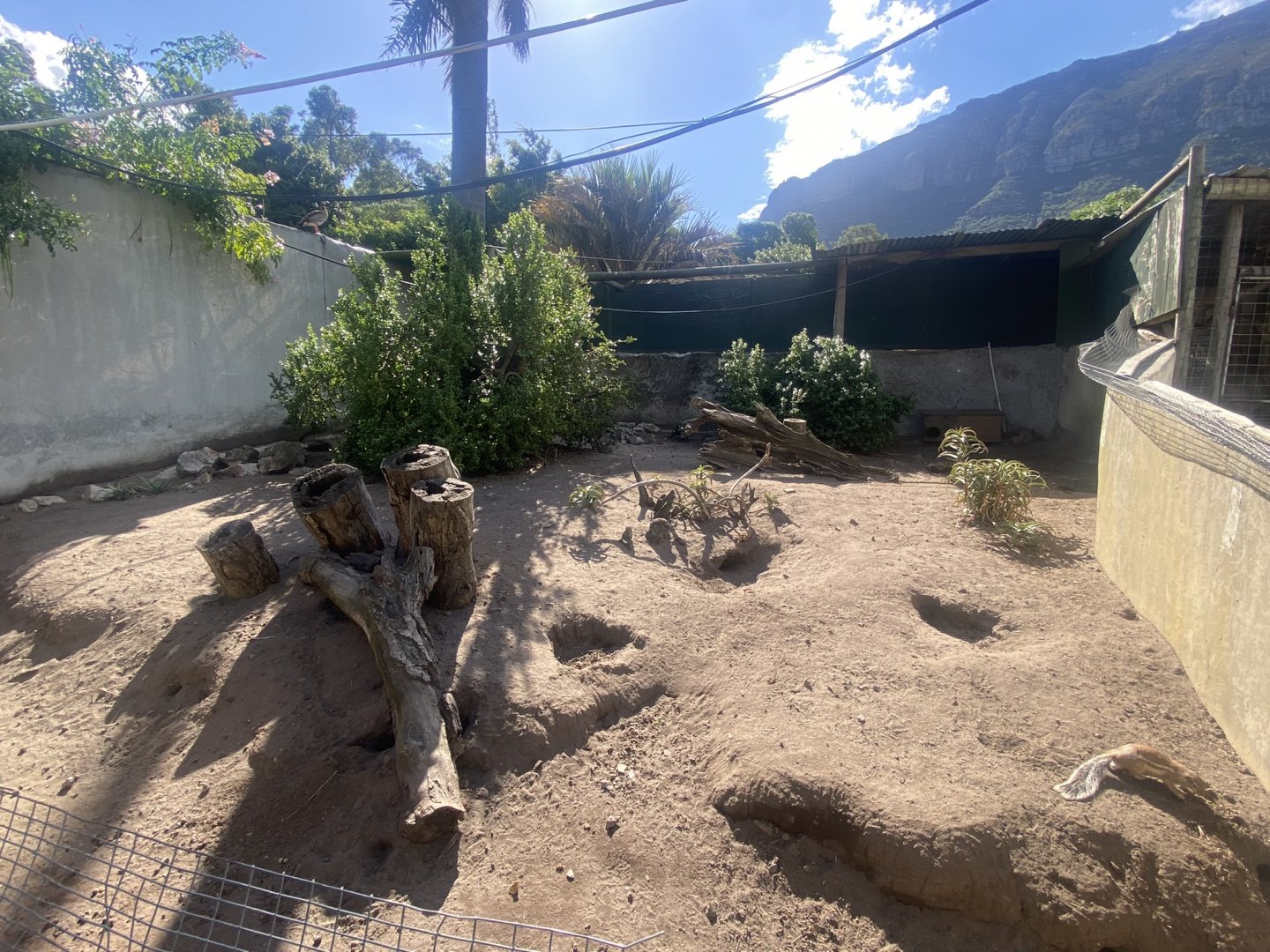 Rock Hyrax/ Cape Ground Squirrel Exhibit