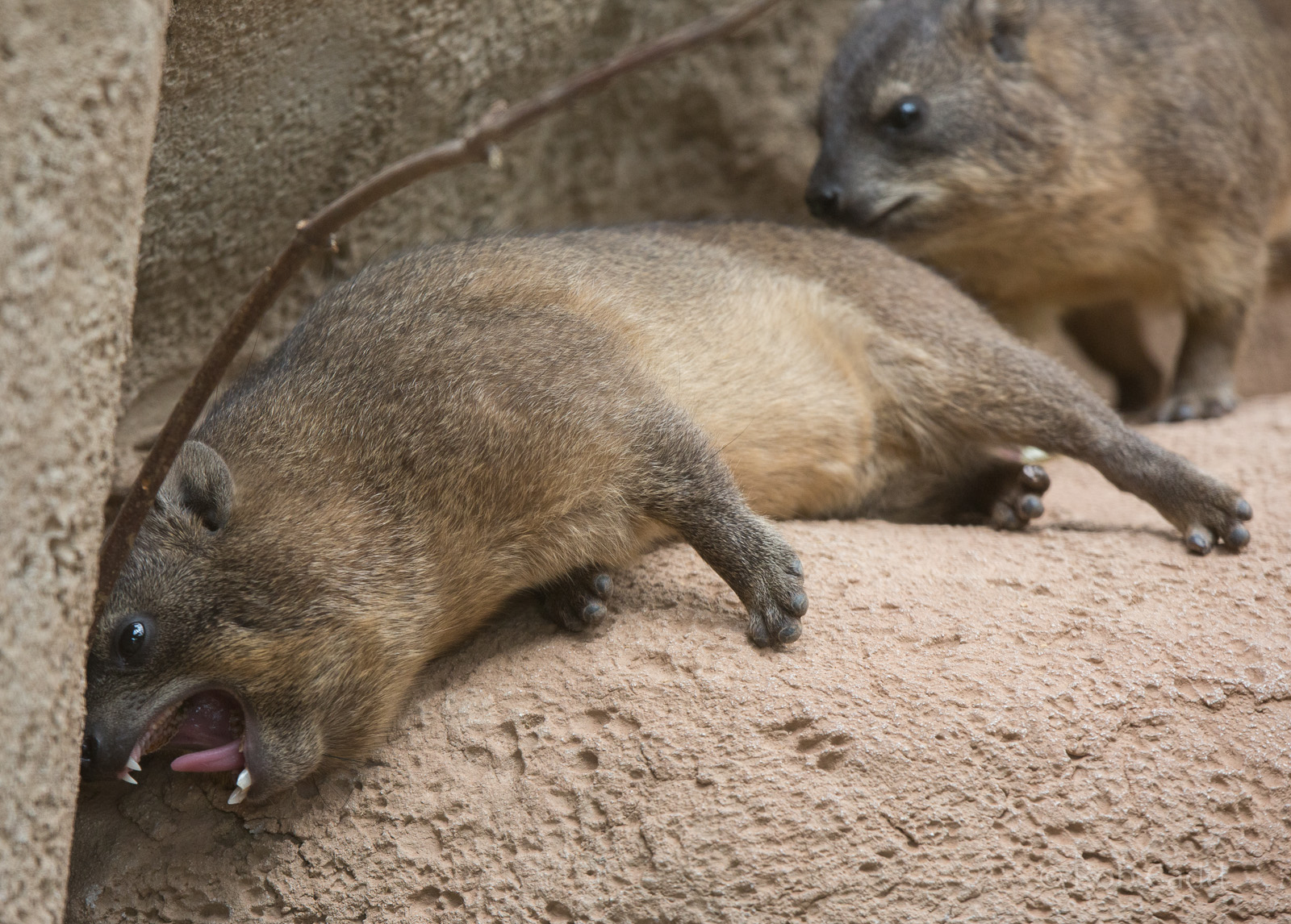 Rock hyrax : Chester : 16 Jun 2014