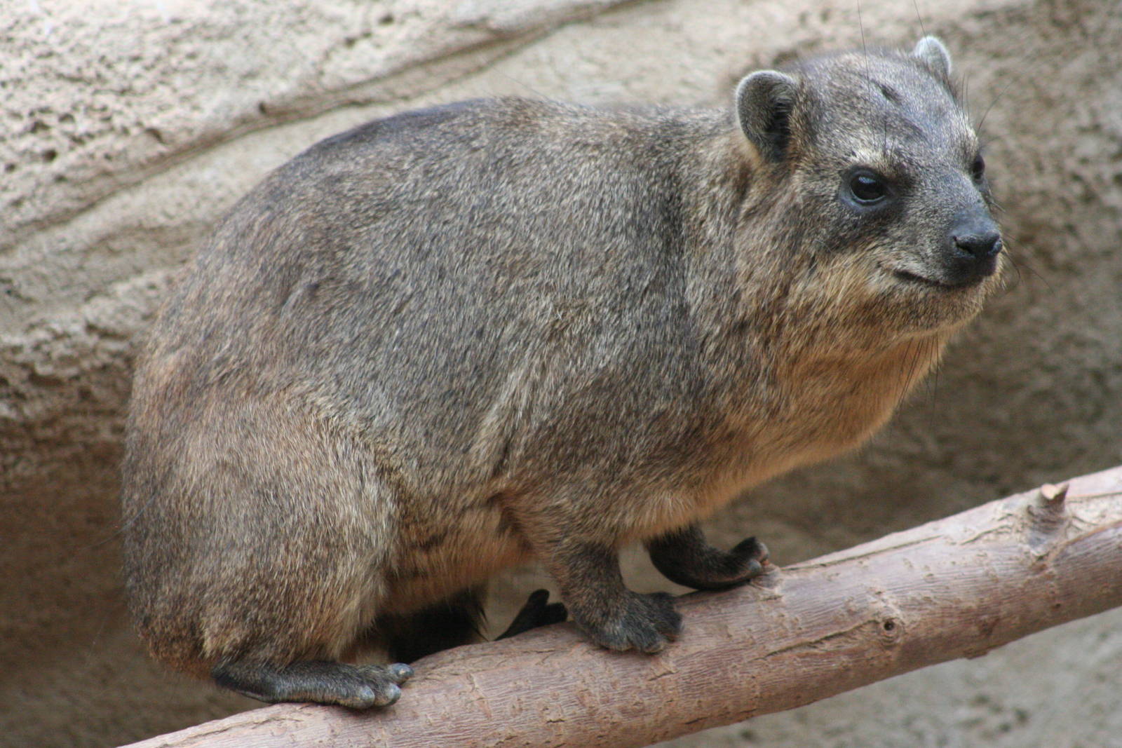 Rock Hyrax @ Chester; 18.09.2015