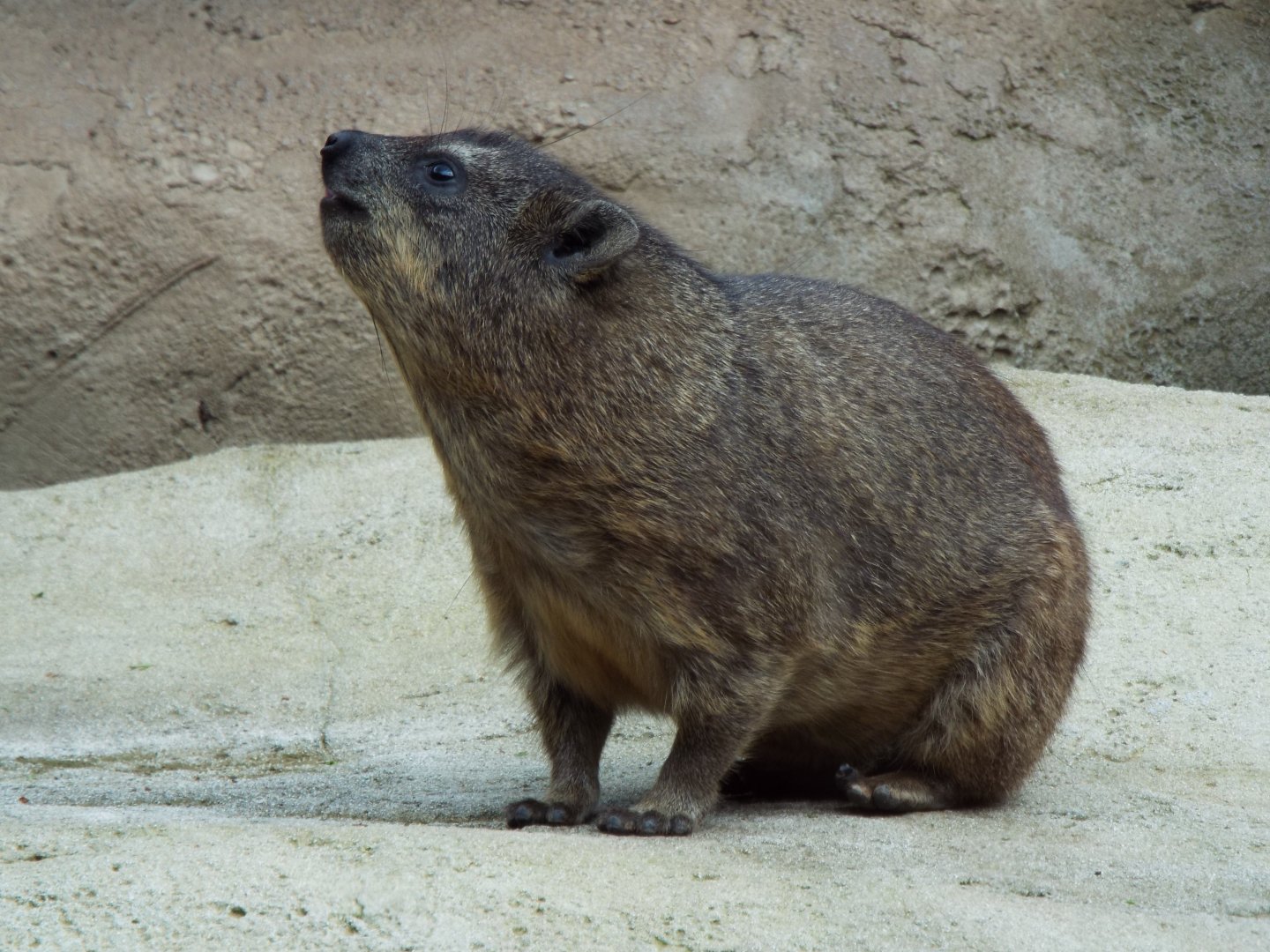 Rock Hyrax - Chester Zoo