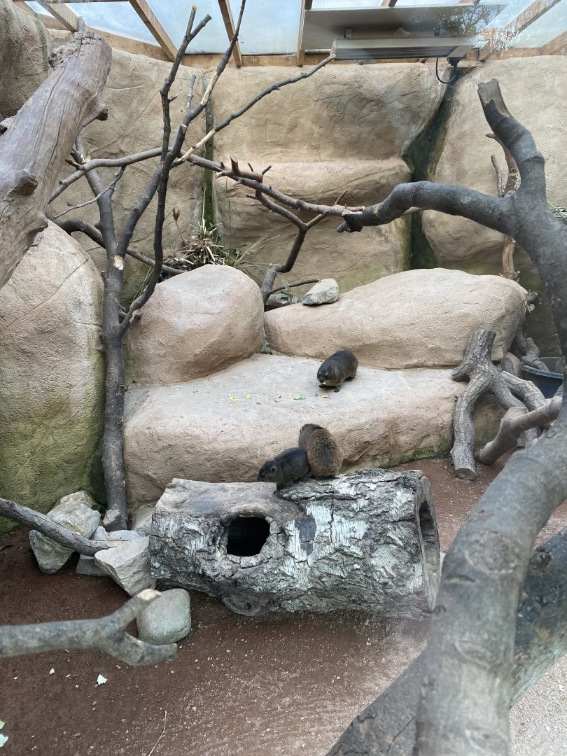 Rock hyrax enclosure 071020