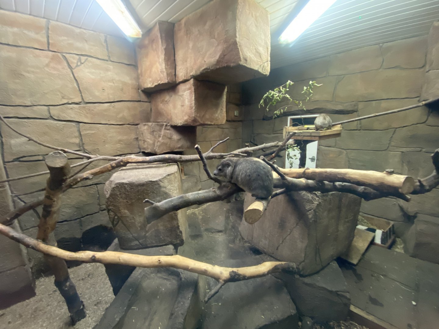 Rock hyrax enclosure 141023