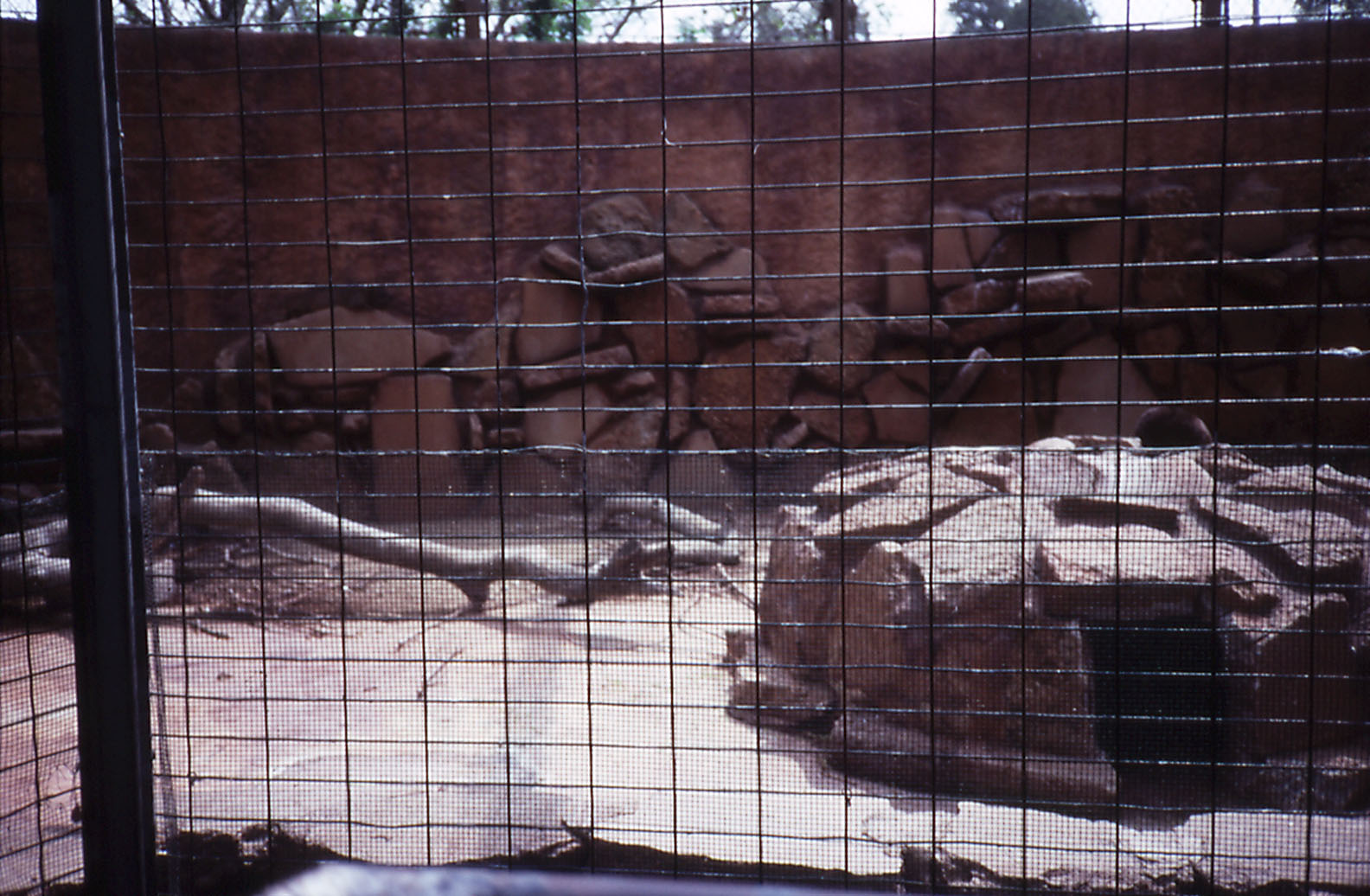Rock Hyrax enclosure - 1987