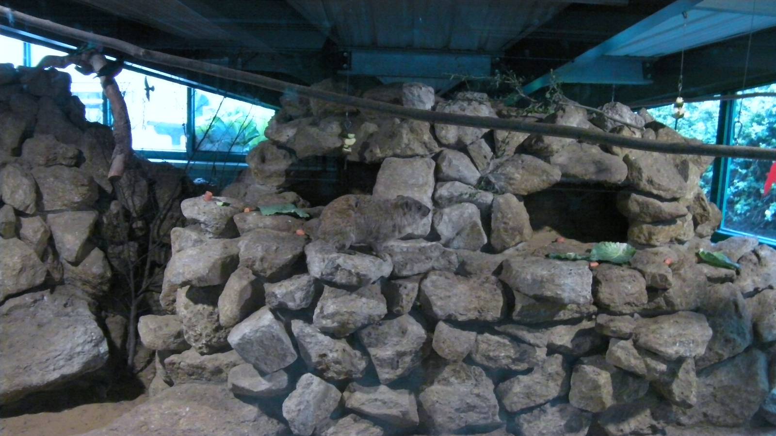 Rock Hyrax Enclosure - 29.07.2011