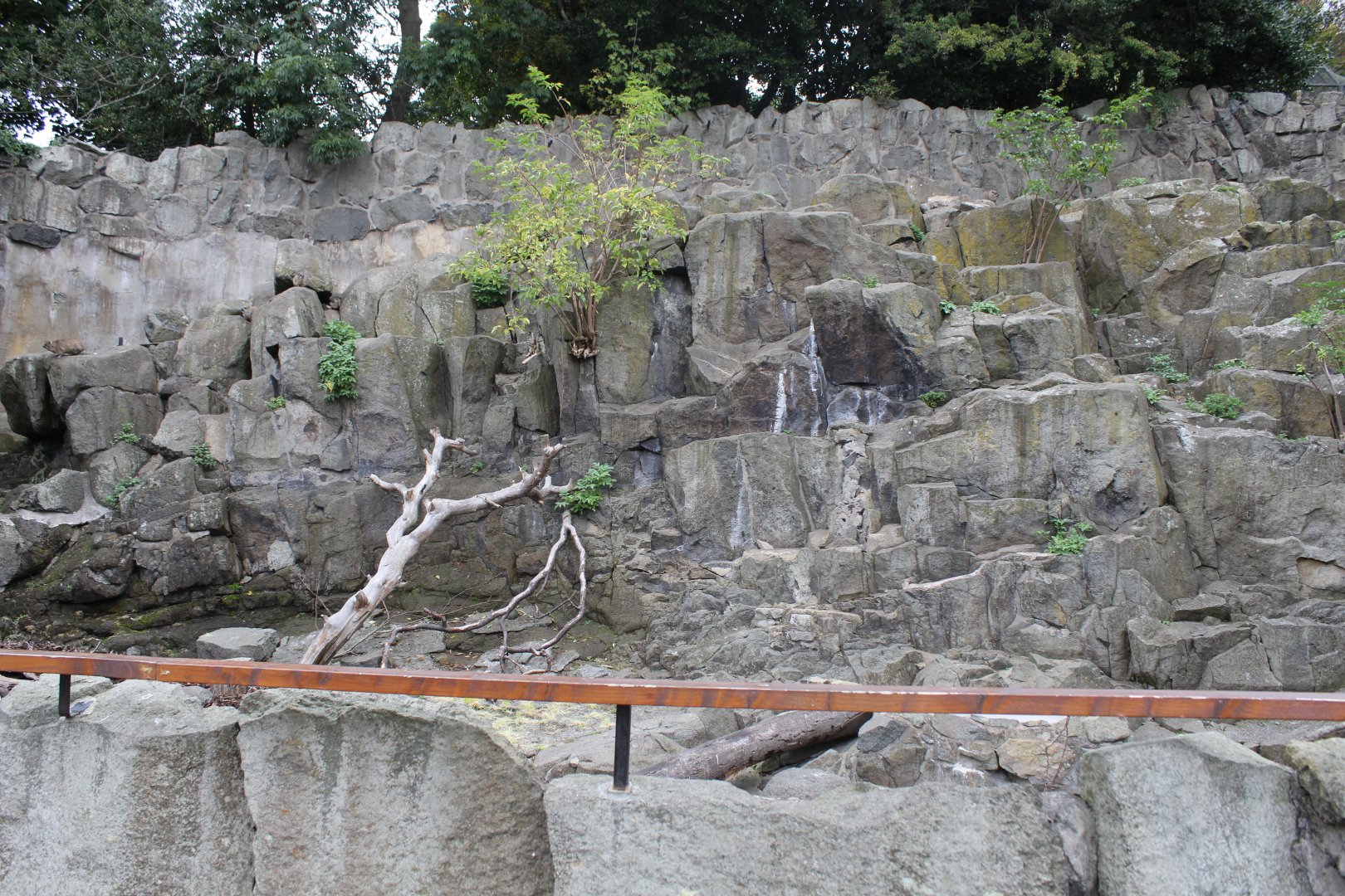 Rock Hyrax Enclosure - Formerly Barbary Macaque/Barbary Sheep - Edinburgh Zoo