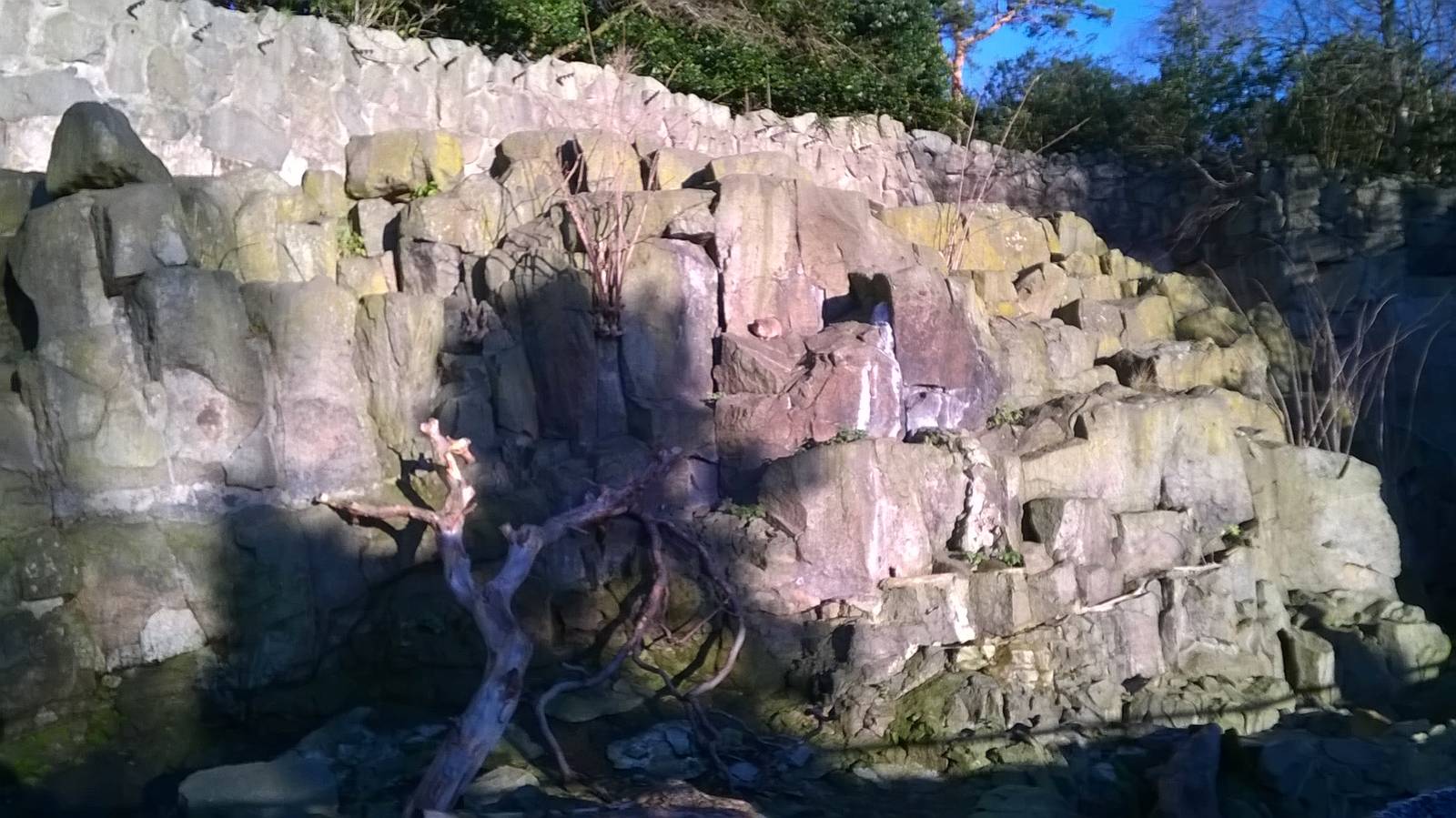 Rock hyrax enclosure