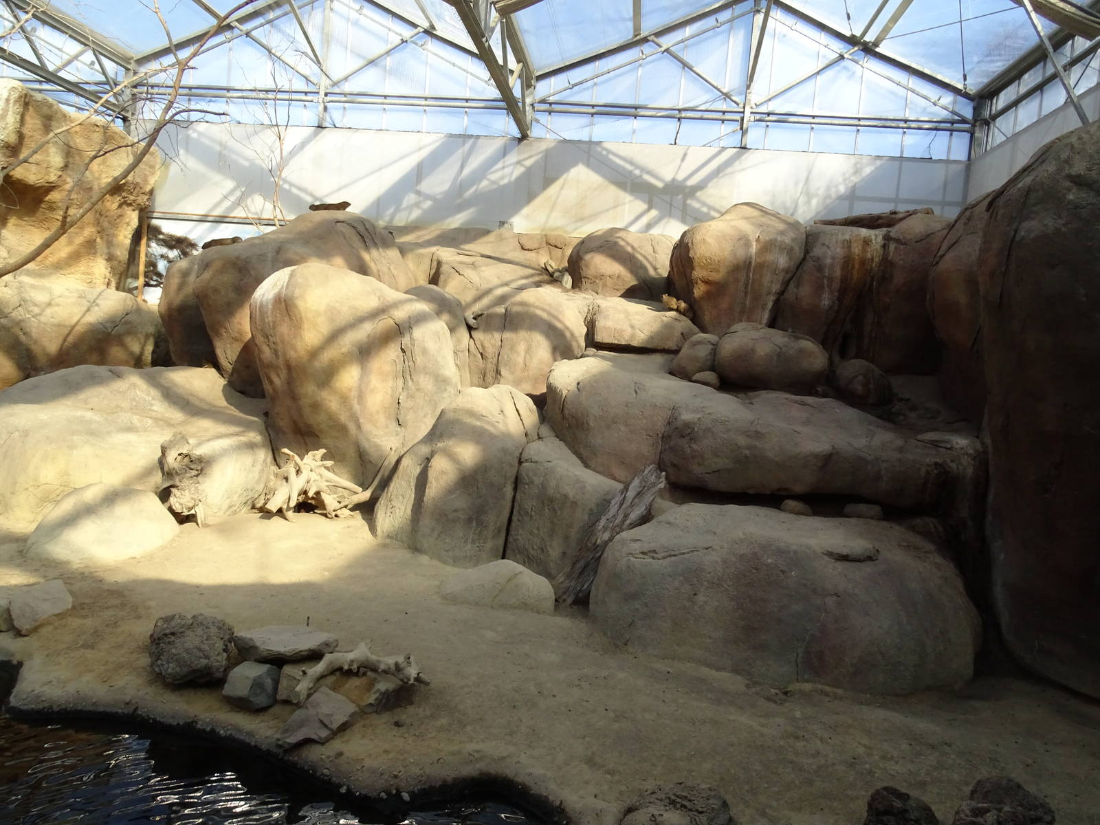Rock hyrax enclosure