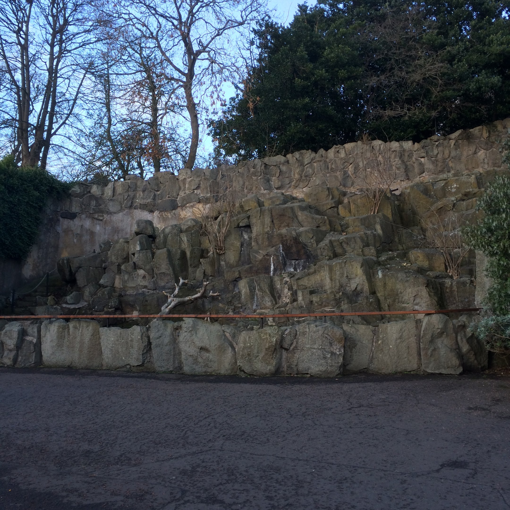 Rock hyrax enclosure