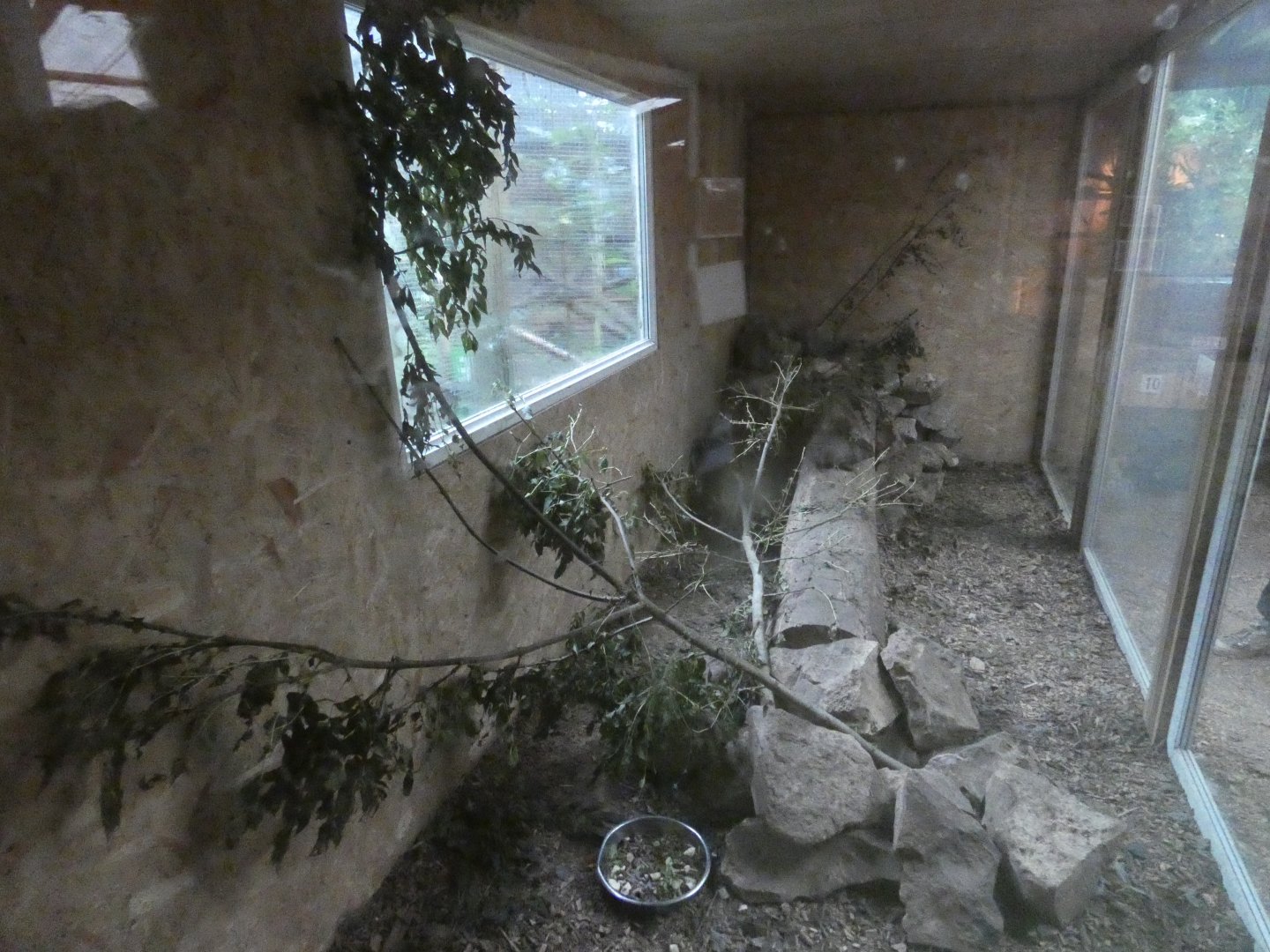 Rock Hyrax enclosure