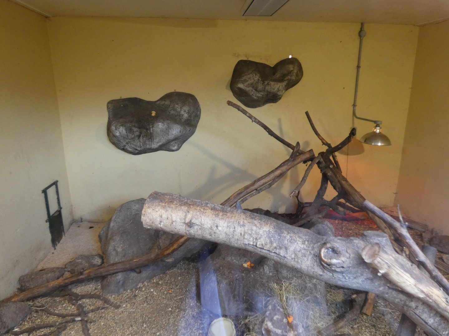 Rock Hyrax enclosure