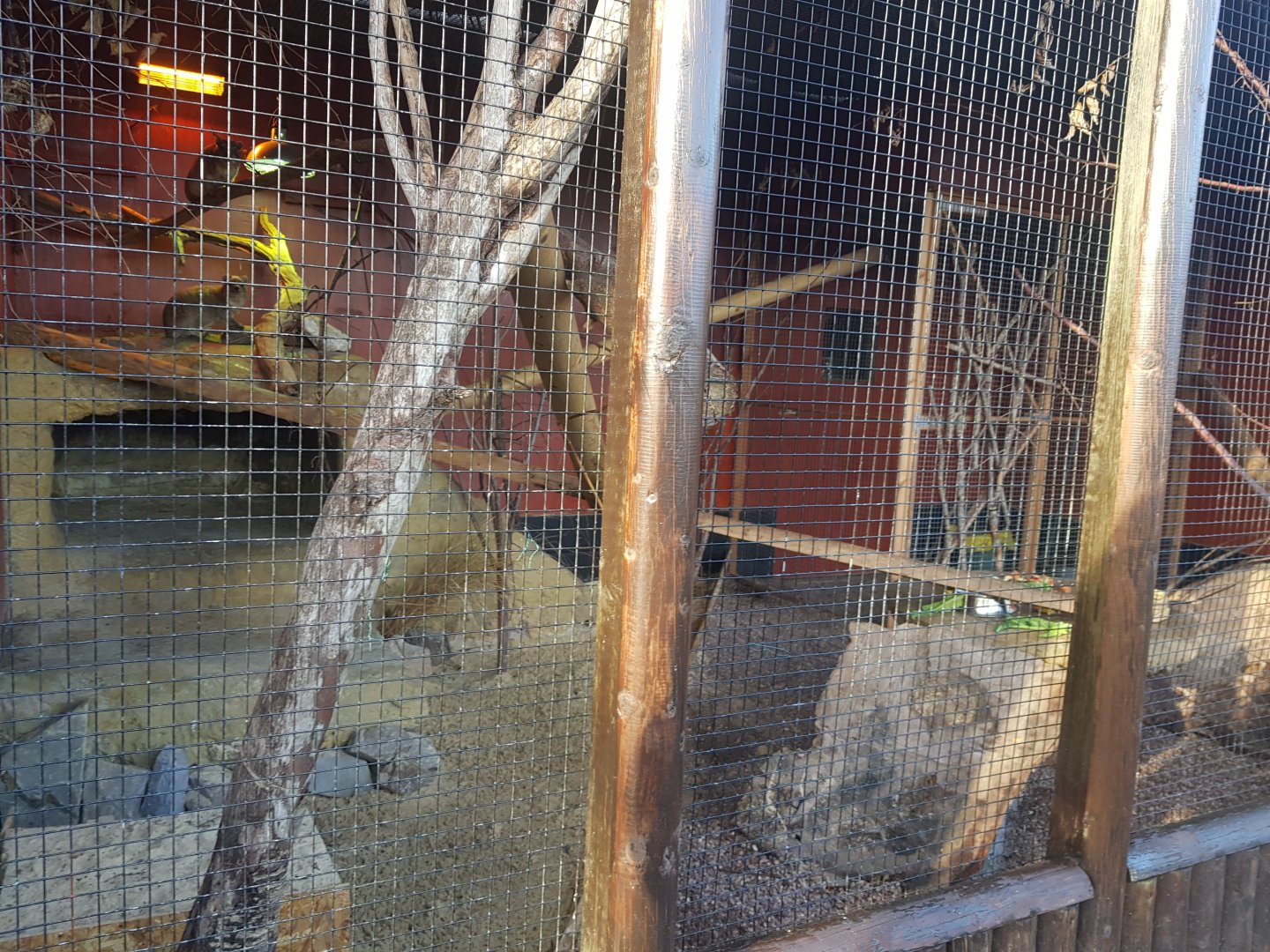 Rock Hyrax Enclosure