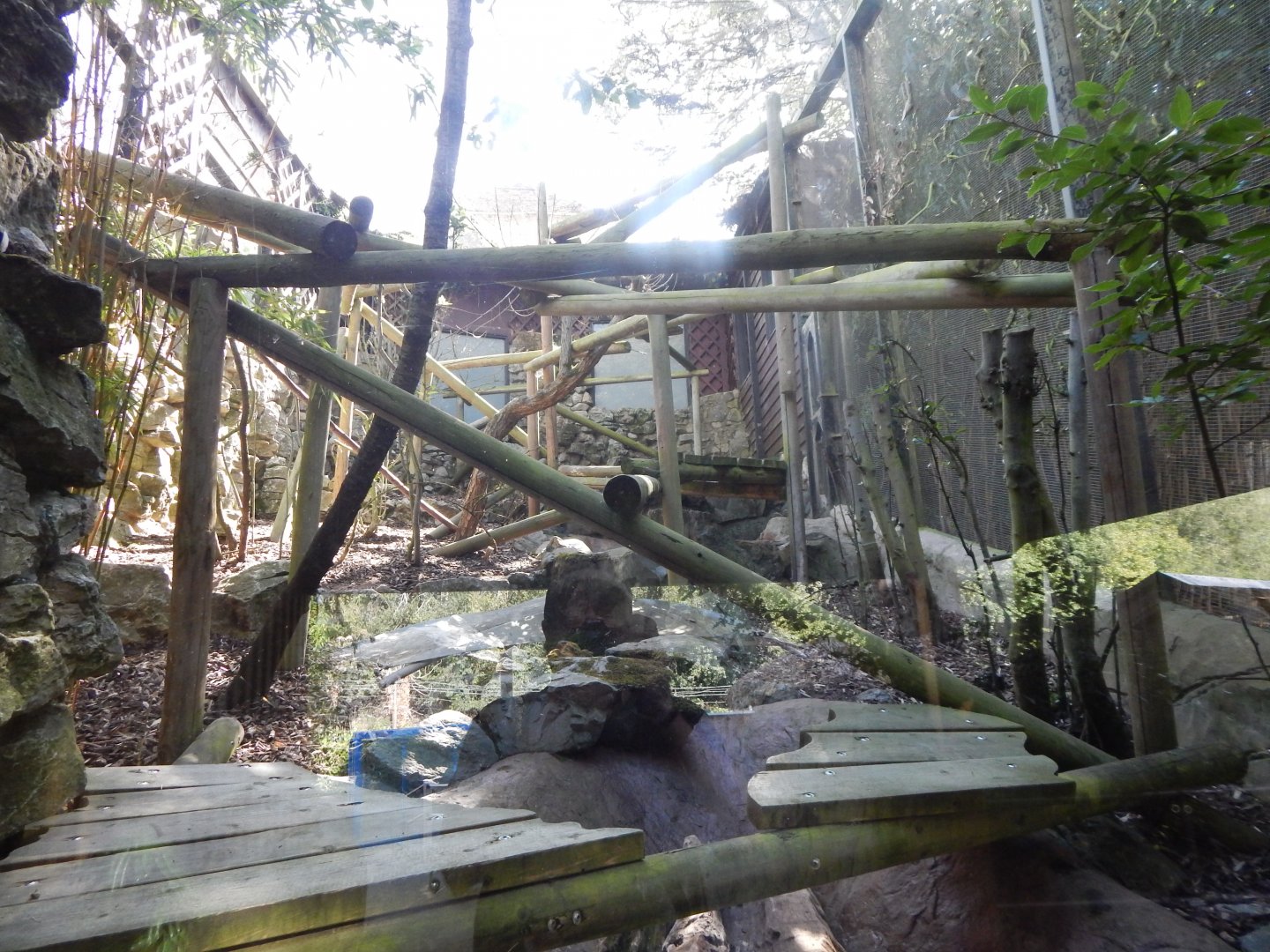 Rock hyrax exhibit 110925