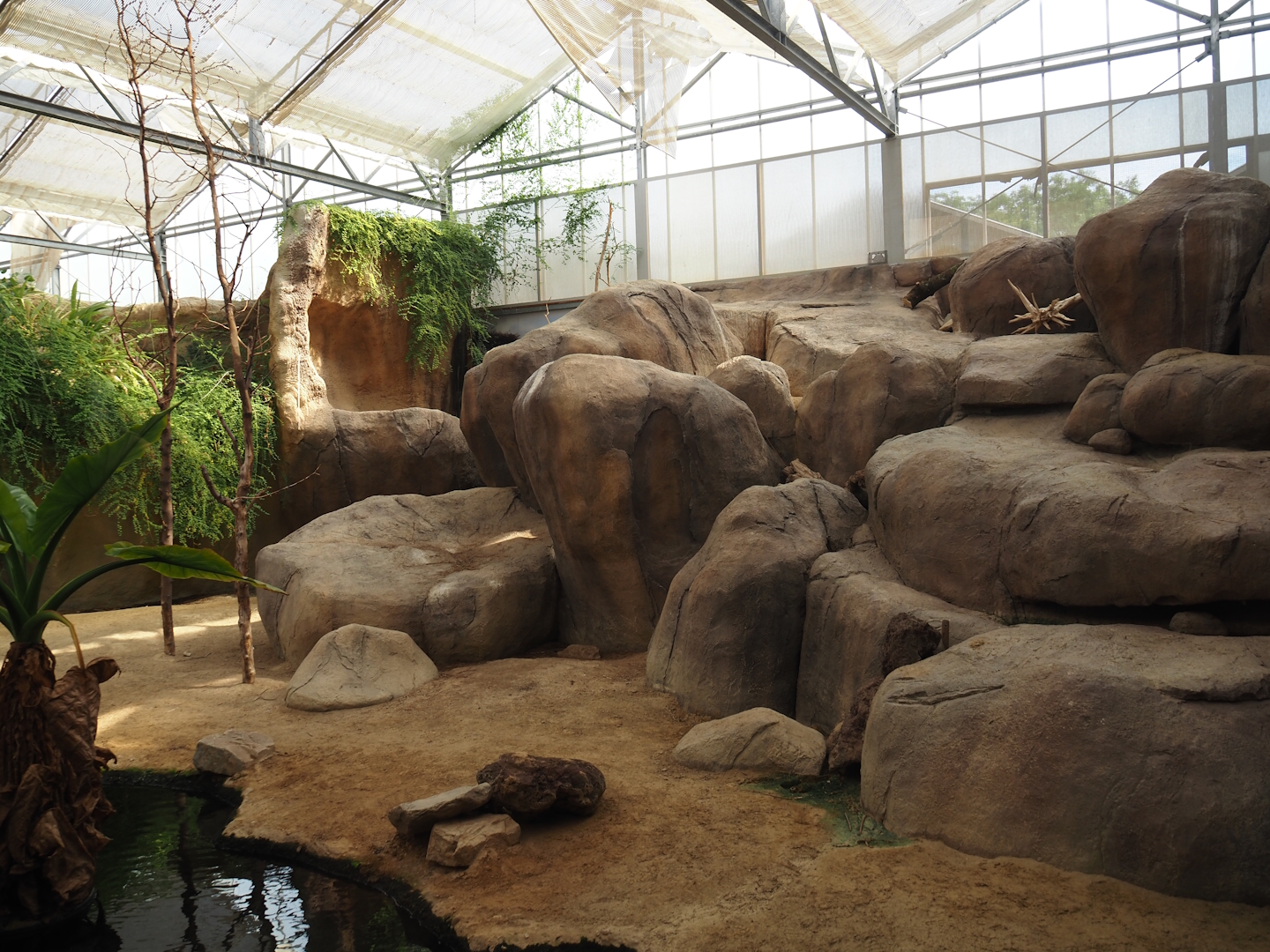 Rock hyrax exhibit, 2024-06-30