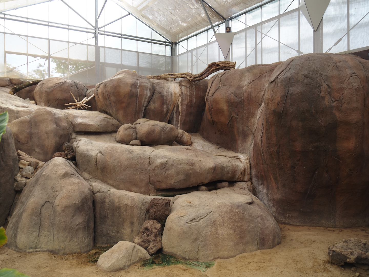 Rock hyrax exhibit, 2024-06-30
