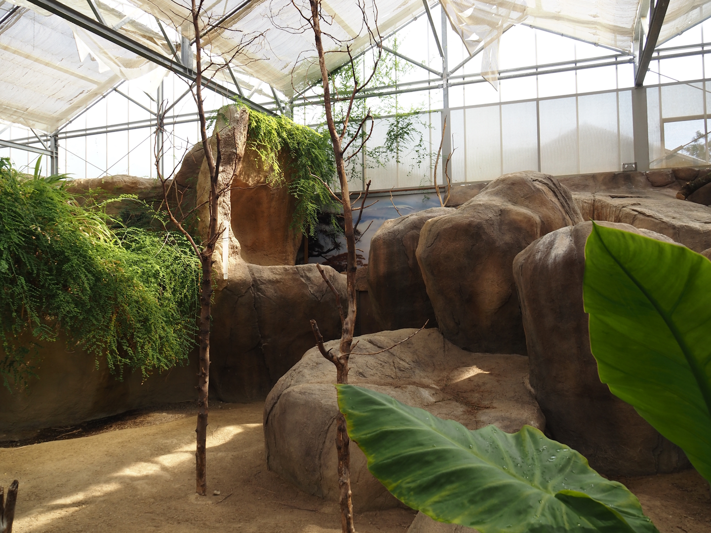Rock hyrax exhibit, 2024-06-30