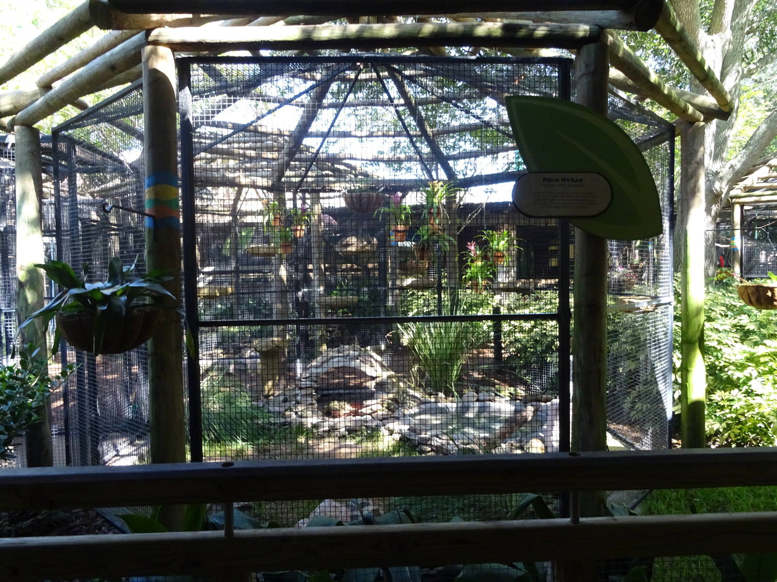 Rock Hyrax Exhibit at Busch Gardens Tampa
