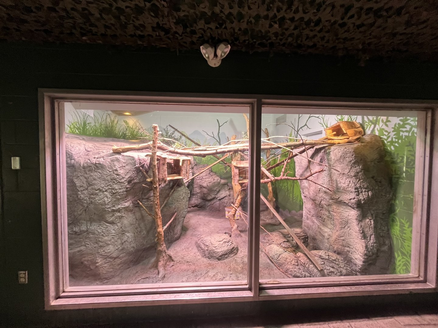 Rock Hyrax exhibit in Afrika Pavillion