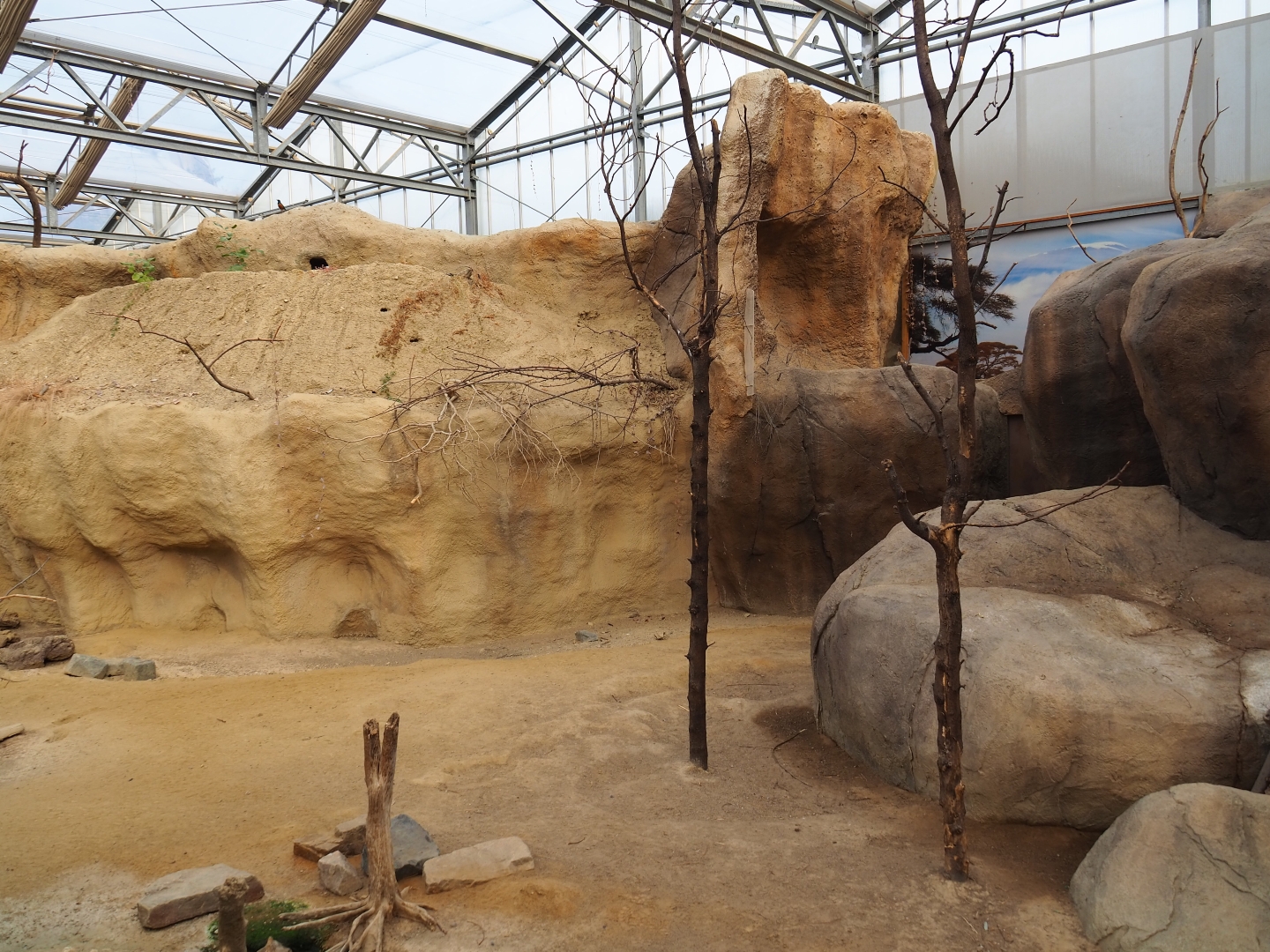 Rock hyrax exhibit (Nov 10th, 2018)