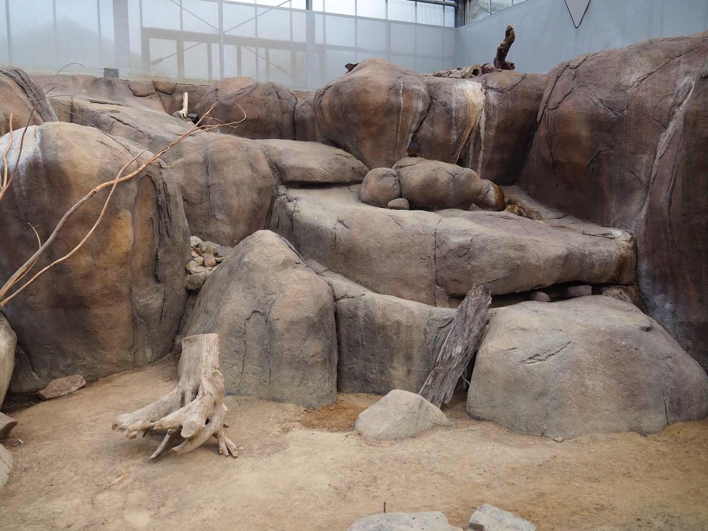 Rock hyrax exhibit (Nov 10th, 2018)