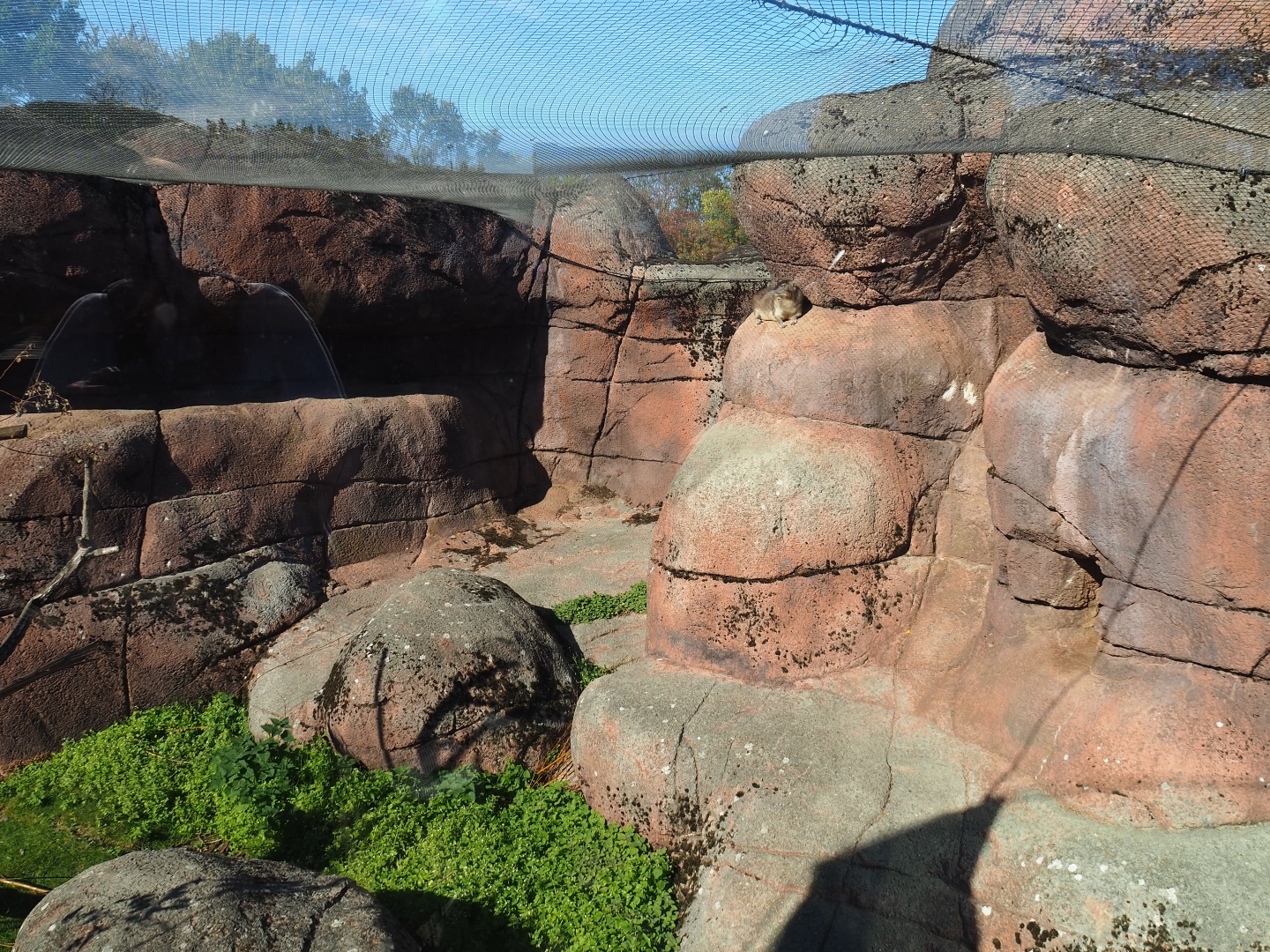 Rock hyrax exhibit (Oct 13th, 2018)