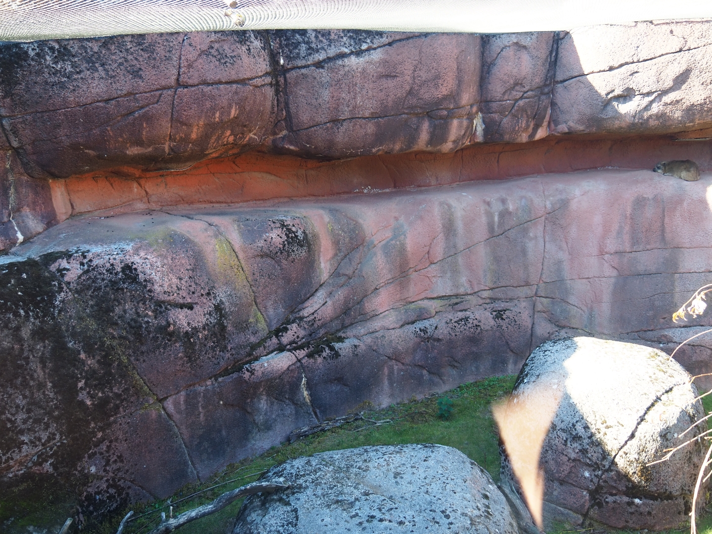 Rock hyrax exhibit (Oct 13th, 2018)
