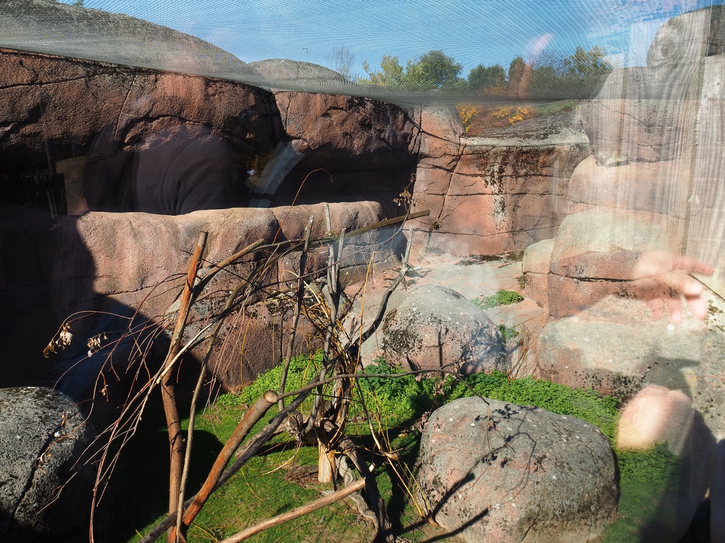 Rock hyrax exhibit (Oct 13th, 2018)