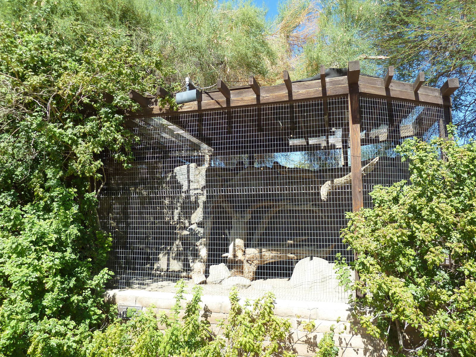 Rock Hyrax Exhibit