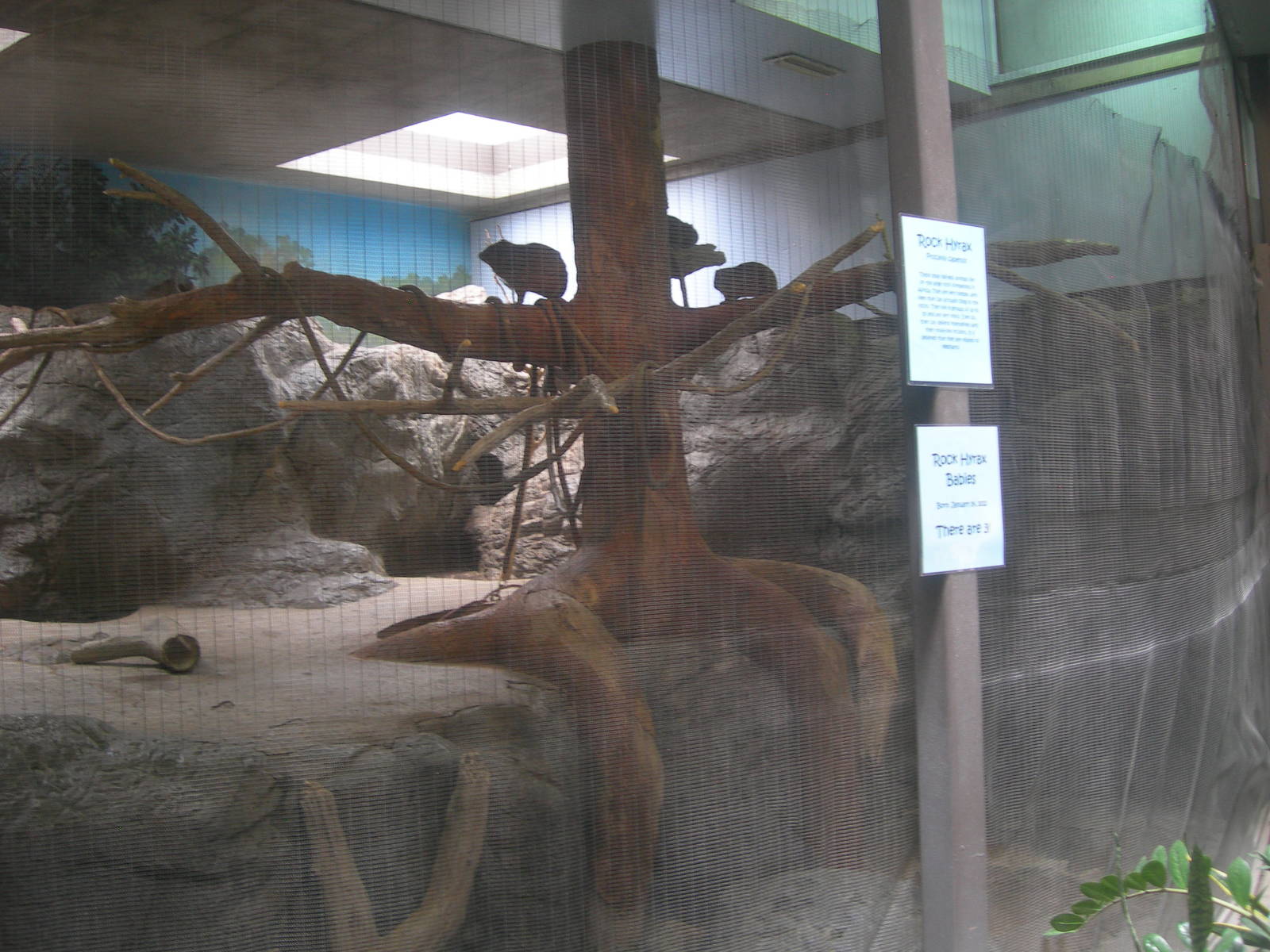 Rock Hyrax Exhibit