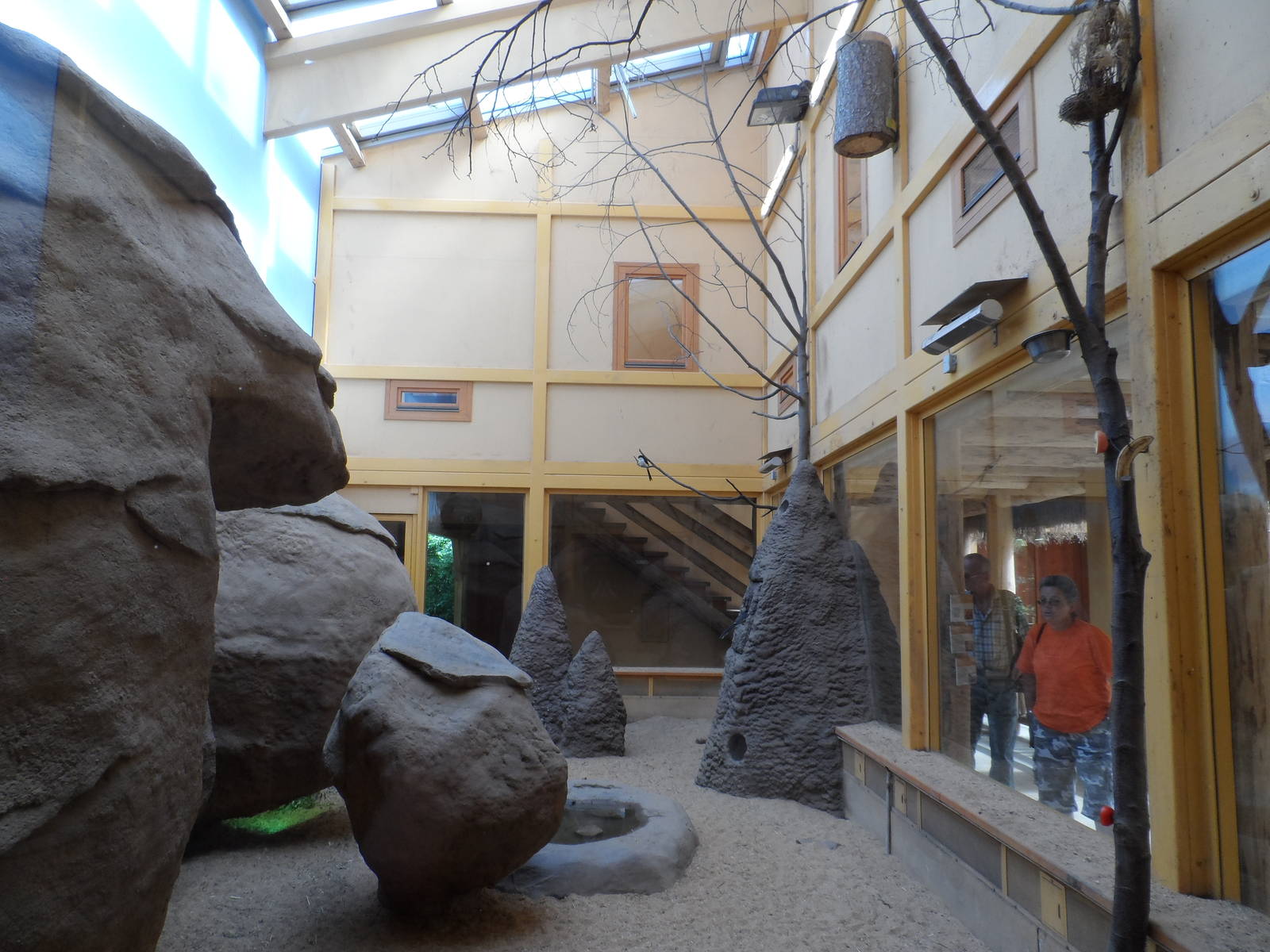 Rock Hyrax Exhibit