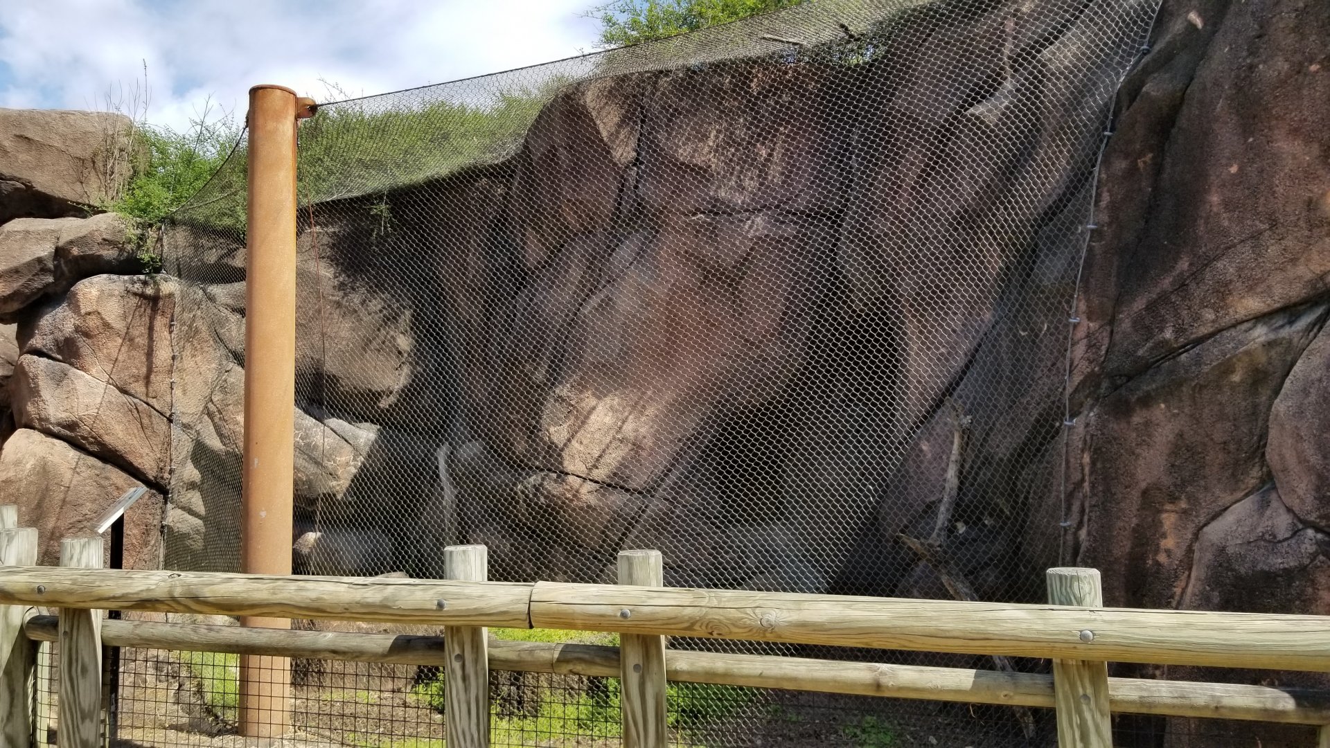Rock Hyrax exhibit