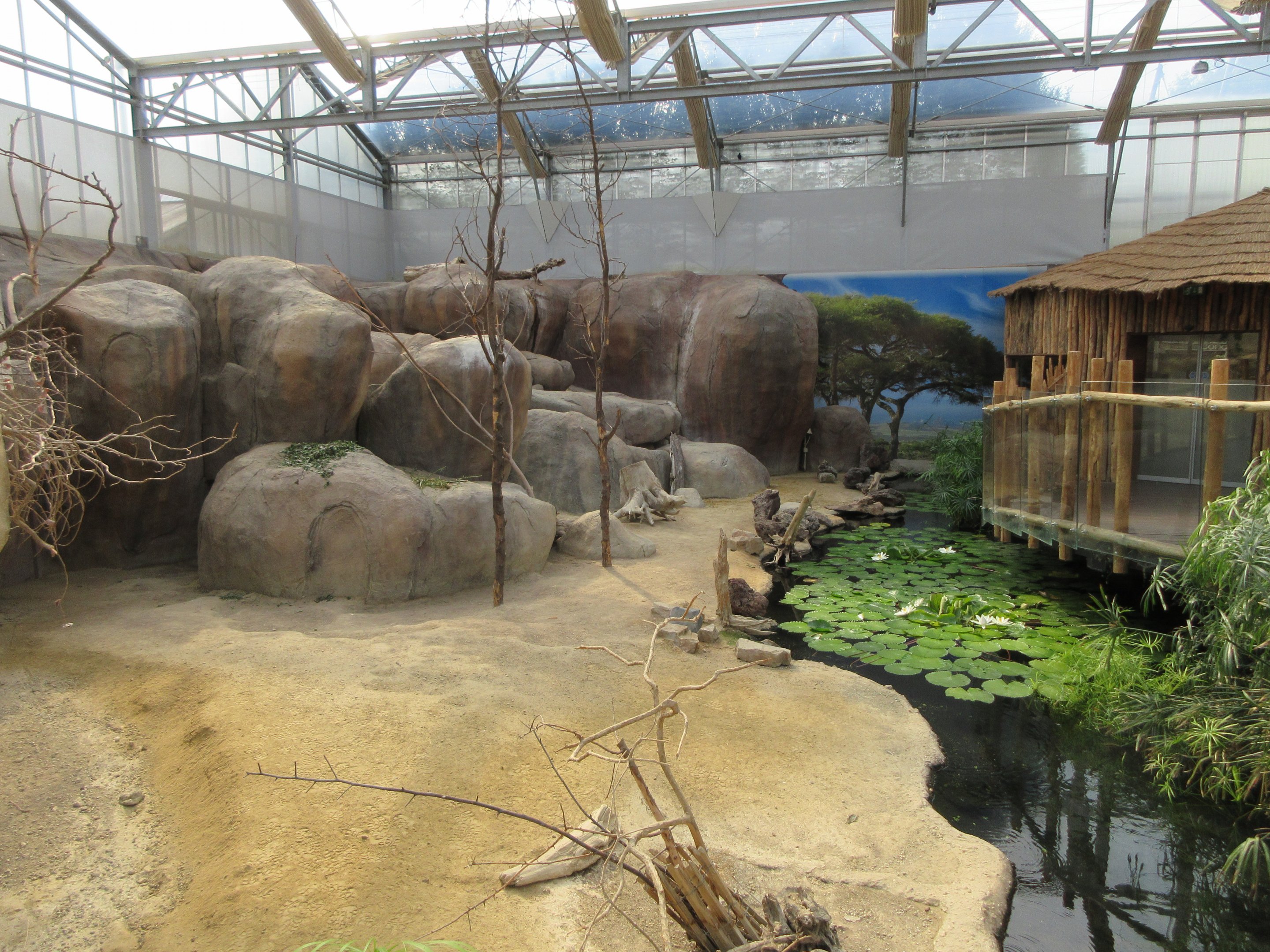 Rock Hyrax Exhibit