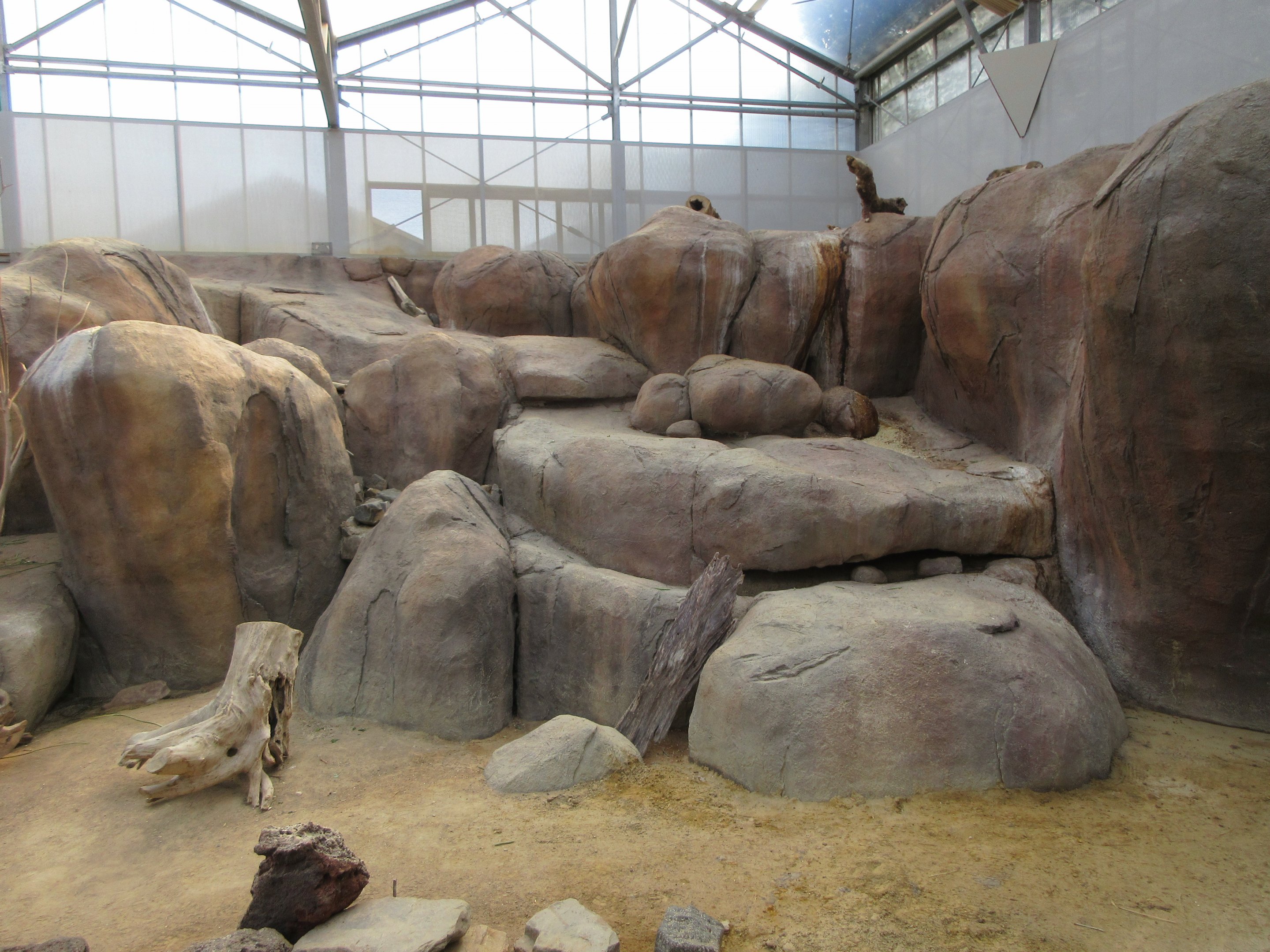 Rock Hyrax Exhibit