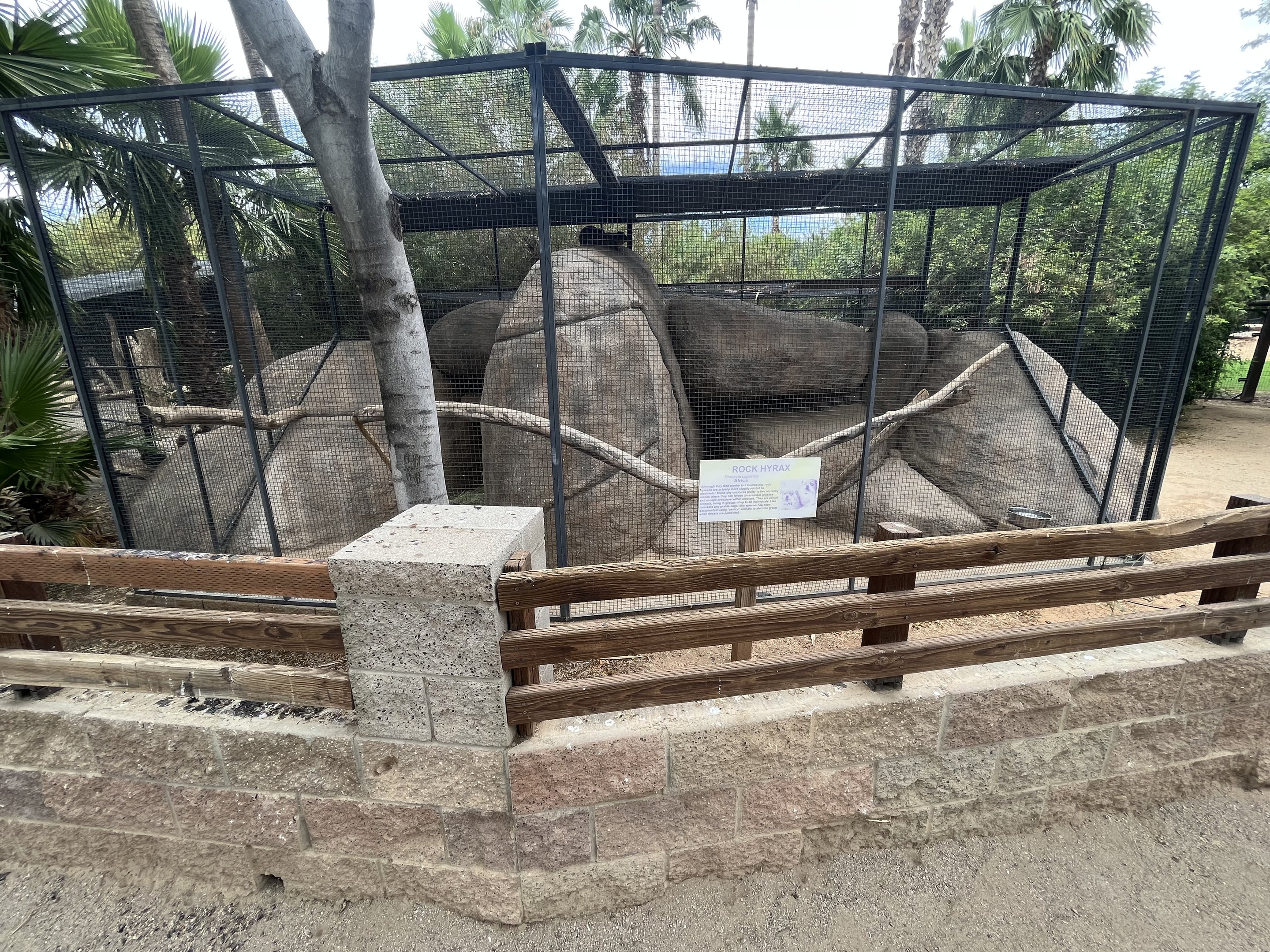 Rock Hyrax Exhibit