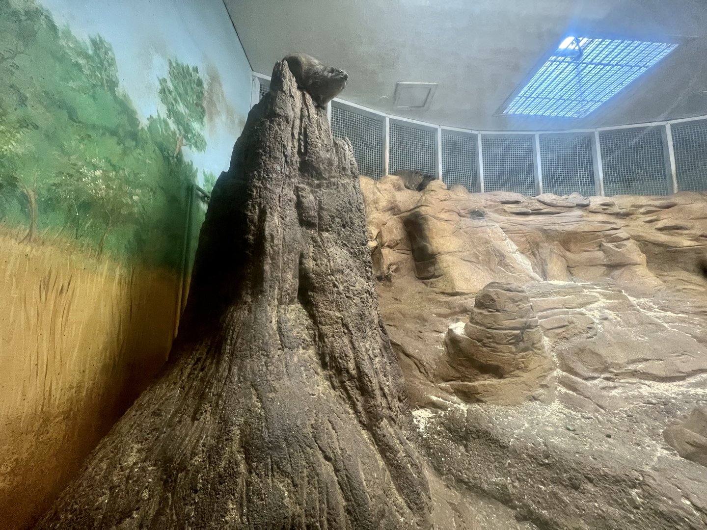 Rock Hyrax Exhibit