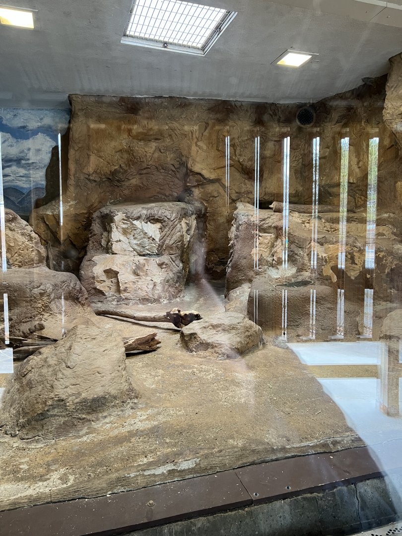 Rock Hyrax Exhibit