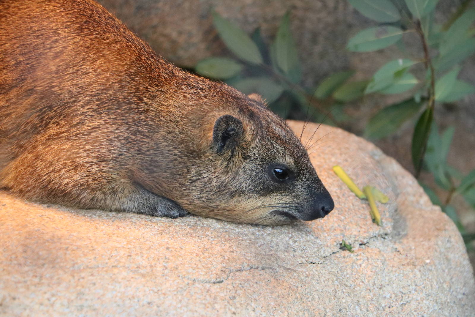 Rock hyrax, February 2016