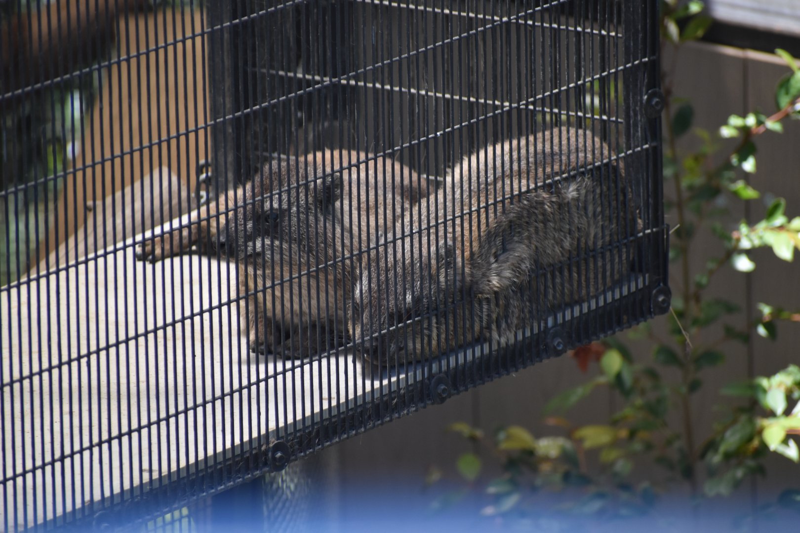 Rock Hyrax from Bus Tour