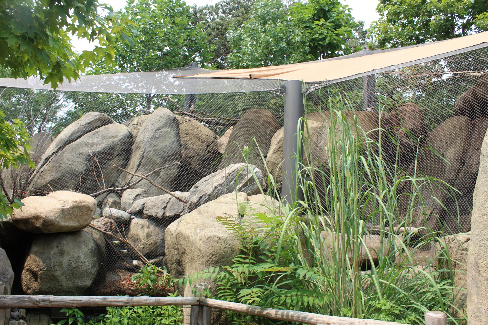 Rock Hyrax, Golden-breasted Starling, Kenyan Crested Guineafowl, Cape Thick-Knee & African Red-billed Hornbill- African Grasslands