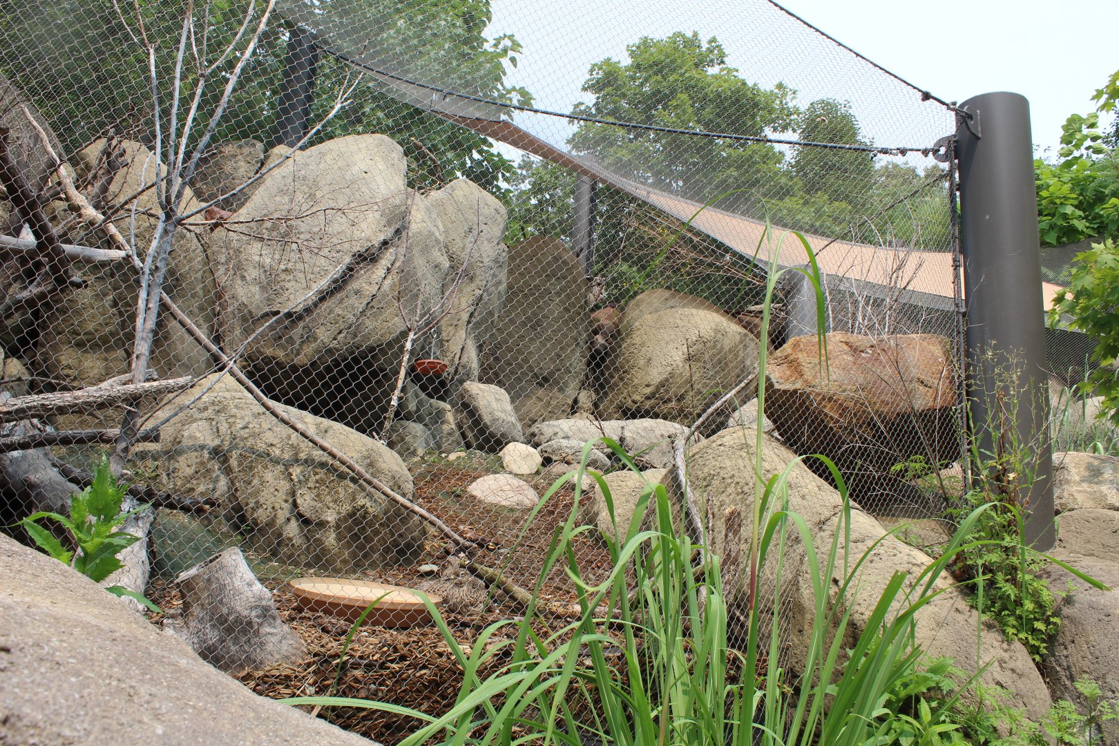 Rock Hyrax, Golden-breasted Starling, Kenyan Crested Guineafowl, Cape Thick-Knee & African Red-billed Hornbill- African Grasslands