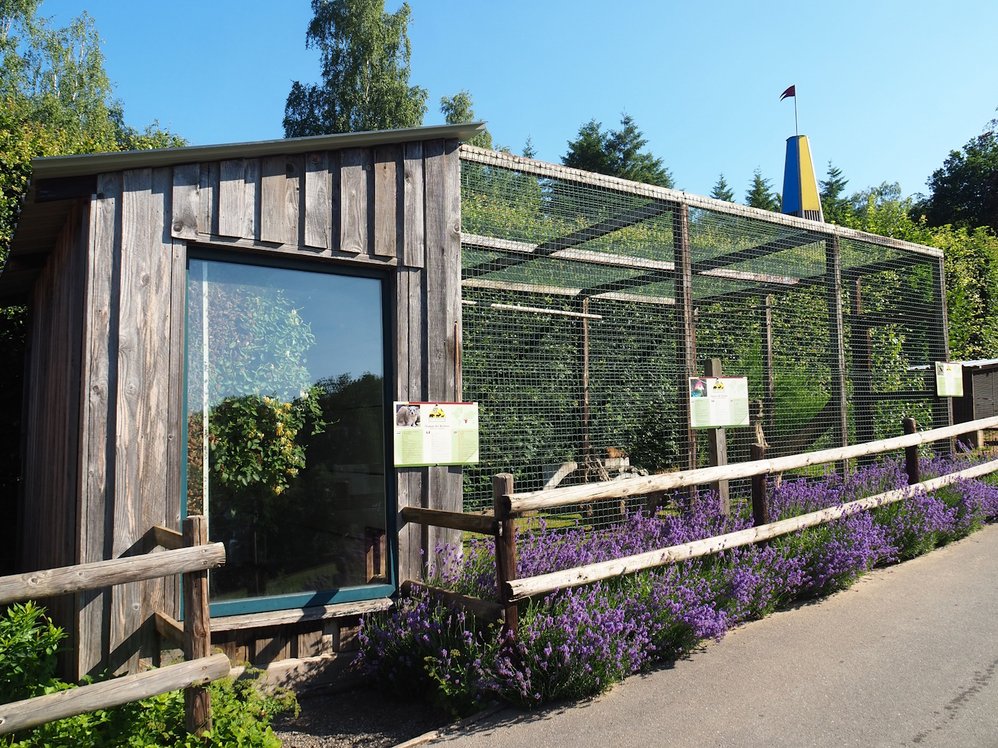 Rock hyrax, Green turaco and Red-crested turaco exhibit, 2023-06-24