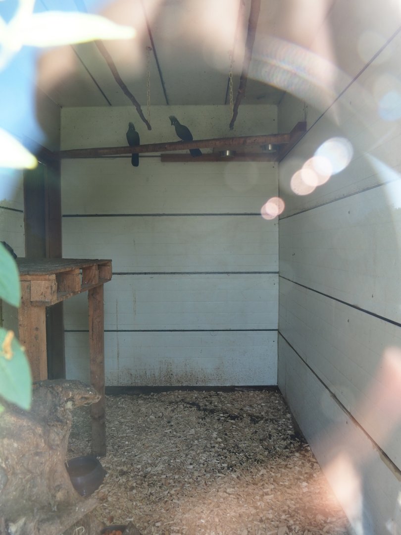 Rock hyrax, Green turaco and Red-crested turaco indoor housing, 2023-06-24