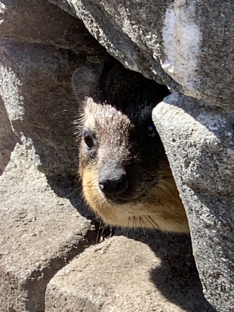 Rock Hyrax hiding