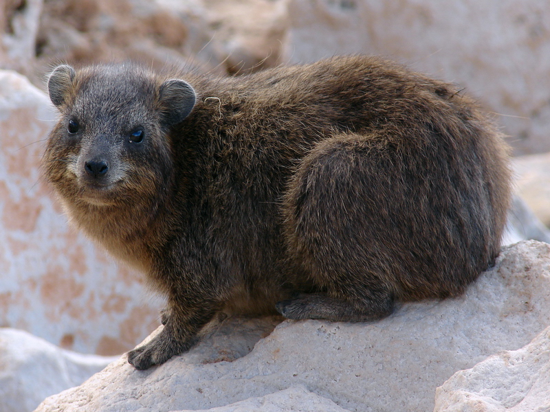 Rock hyrax (immature) / Procavia capensis syriaca