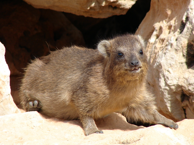 Rock hyrax (immature) / Procavia capensis syriaca