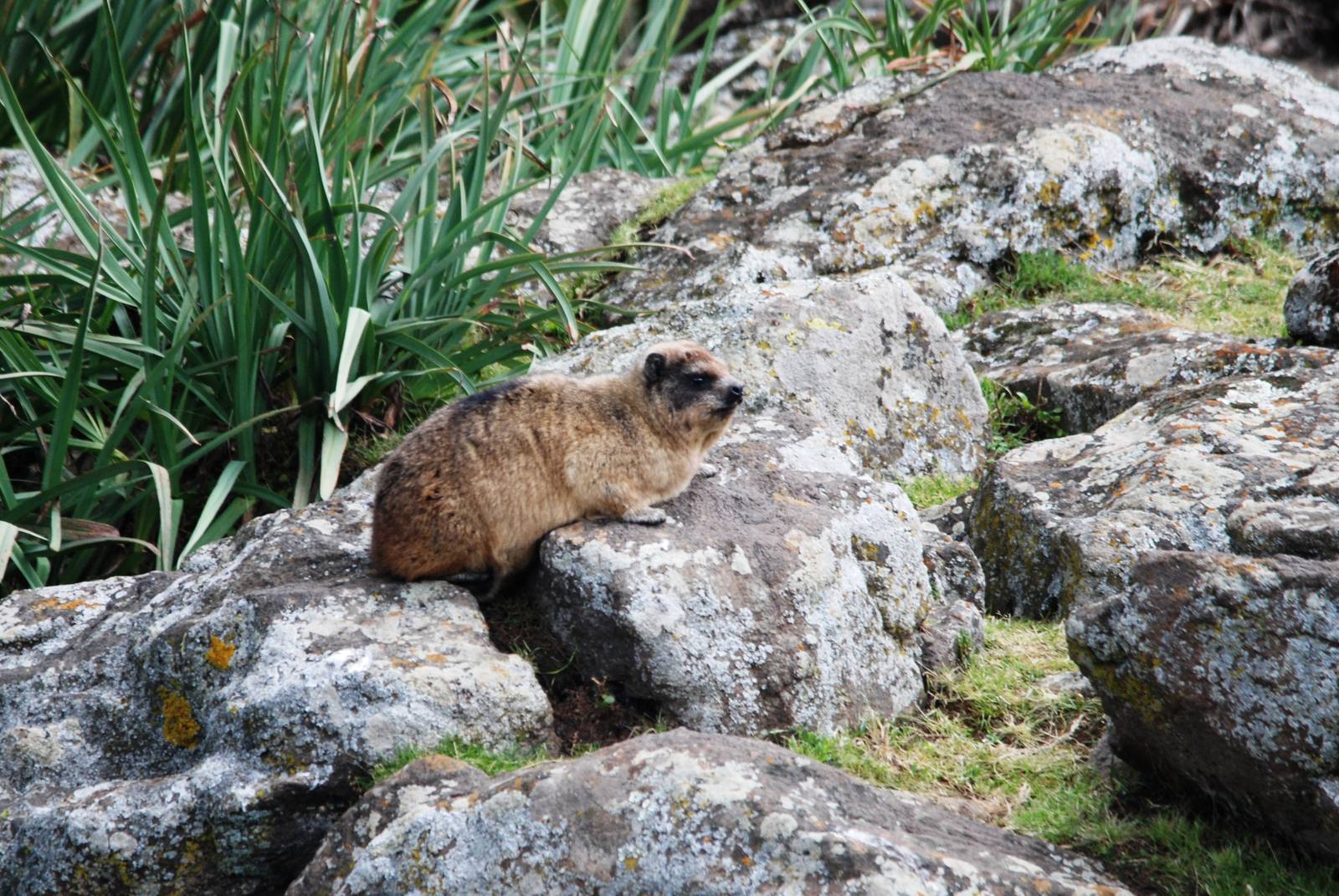 Rock Hyrax in Bale Mountains NP, 16/10/14