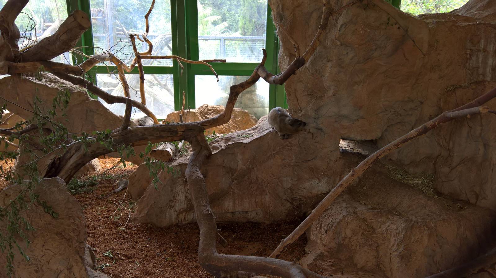 Rock hyrax in the Elephant House