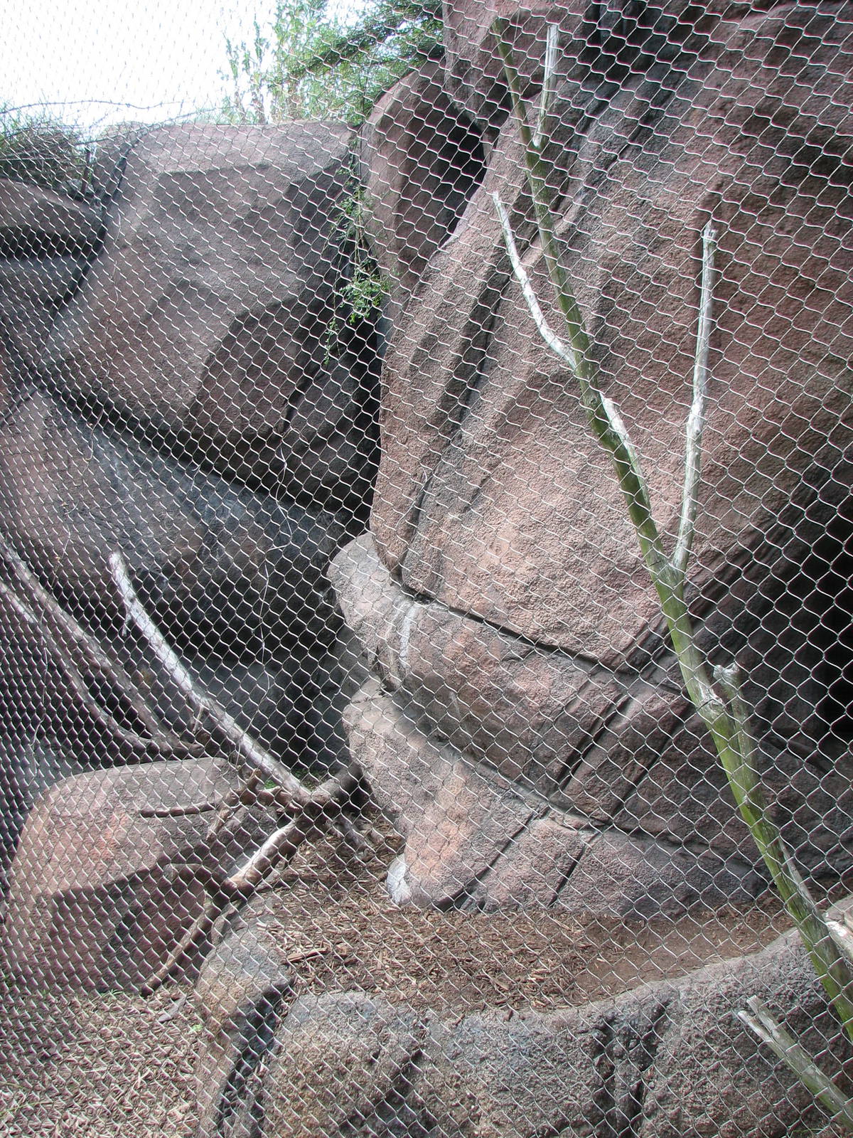 Rock Hyrax in the Tsodillo Hills