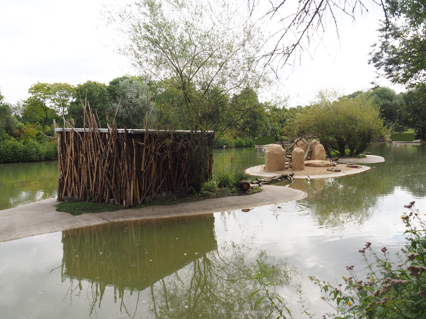 Rock hyrax island, 2024-08-05