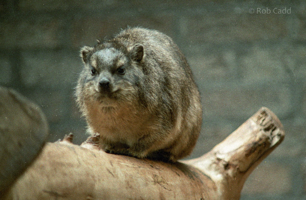 Rock hyrax : London : 1983